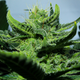 Image for article titled Better Know a Bud, Exploding Icebergs, and Nobody Expects the Spanish Inquisition